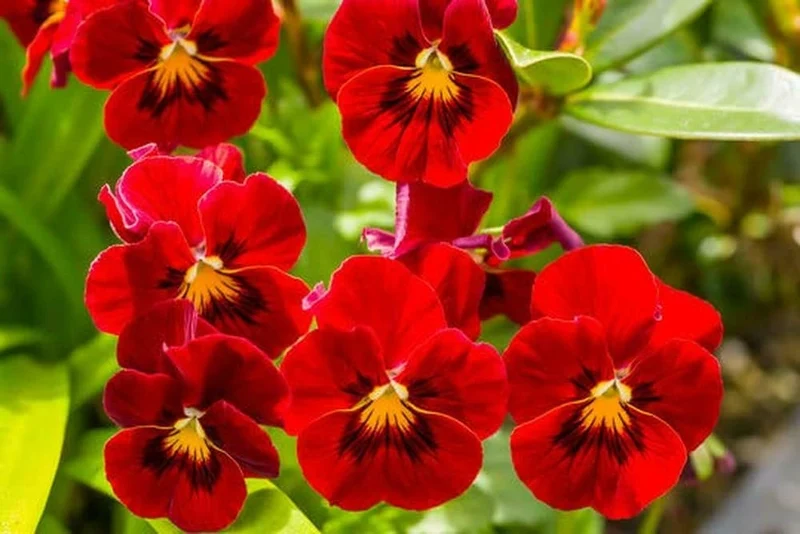 Red Pansy Flower Seeds , Bold Vibrant Blooms, Easy to Grow, Non-GMO