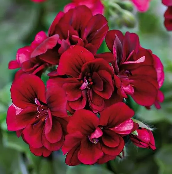 Burgundy Geranium Flower Seeds , Rich Velvety Blooms, Easy to Grow, Non-GMO