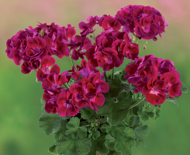 Burgundy Geranium Flower Seeds , Rich Velvety Blooms, Easy to Grow, Non-GMO