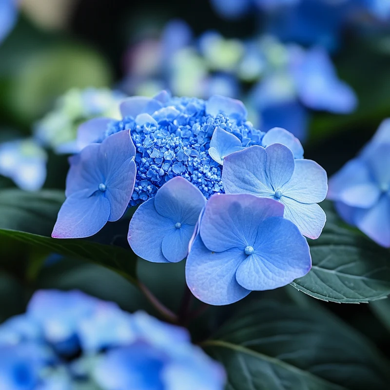 Bluebird Hydrangea Seeds – Elegant Lacecap Blooms with Striking Blue Hues