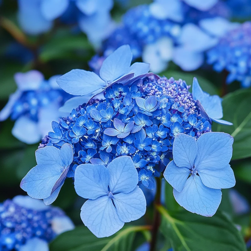 Bluebird Hydrangea Seeds – Elegant Lacecap Blooms with Striking Blue Hues