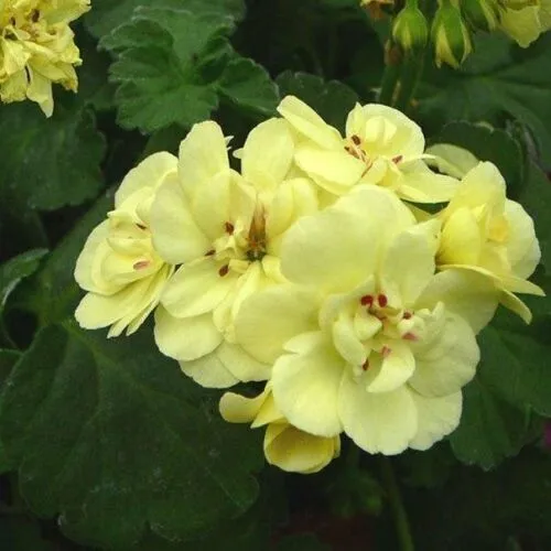 Greenish-Yellow Geranium Flower Seeds, Unique Vibrant Blooms, Non-GMO