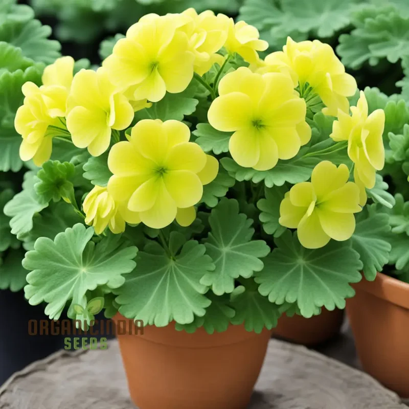 Greenish-Yellow Geranium Flower Seeds, Unique Vibrant Blooms, Non-GMO