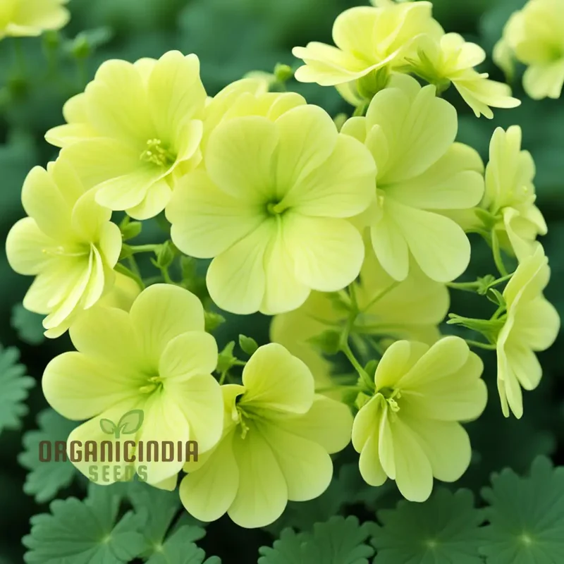 Greenish-Yellow Geranium Flower Seeds, Unique Vibrant Blooms, Non-GMO