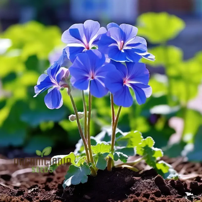 Blue Geranium Flower Seeds, Rare Vibrant Blooms, Easy to Grow, Non-GMO