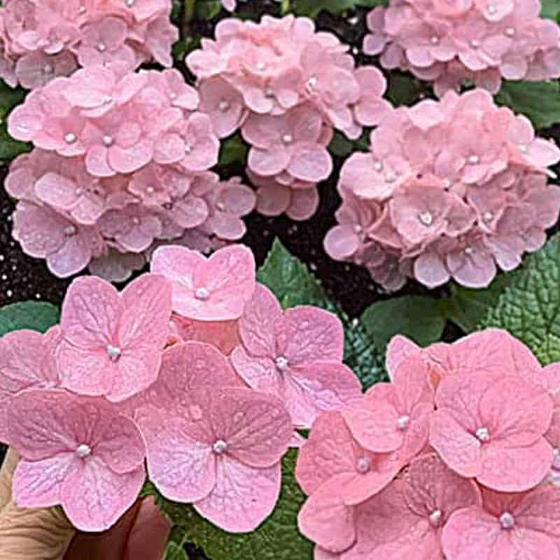 Invincibelle Spirit Hydrangea Seeds – Hardy Pink Reblooms for All-Season Color