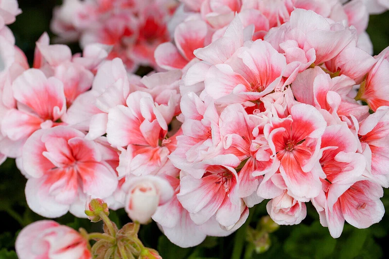 Salmon & White Geranium Seeds – Soft Pastel Blooms for Gardens