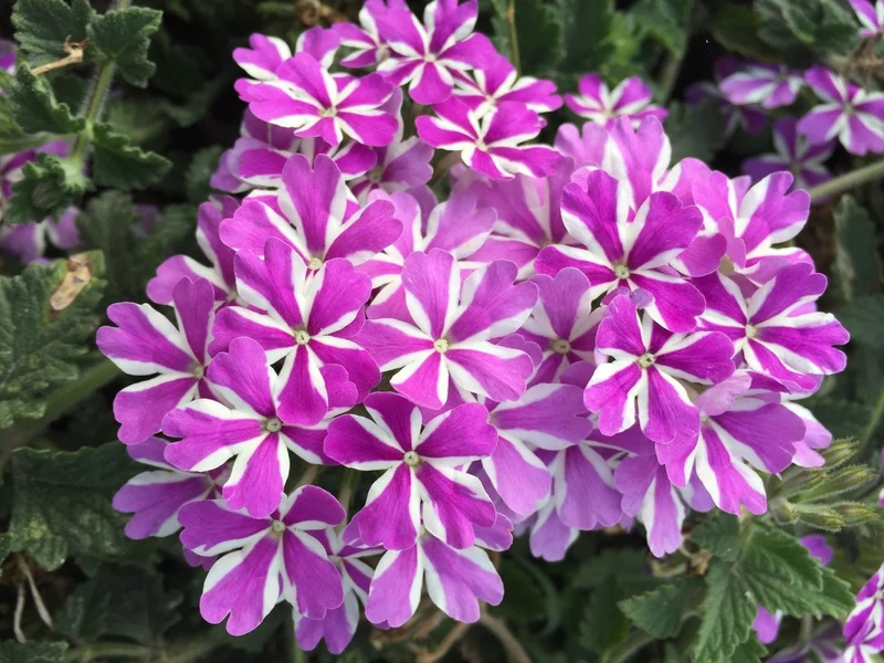 Purple & White Geranium Flower Seeds , Stunning Bi-Color Blooms, Non-GMO