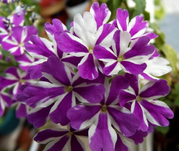 Purple & White Geranium Flower Seeds , Stunning Bi-Color Blooms, Non-GMO