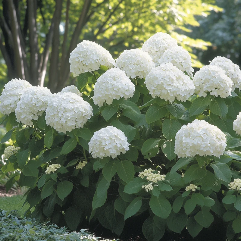 Smooth Hydrangea Seeds – Hardy Low-Maintenance Shrub with Stunning White Blooms