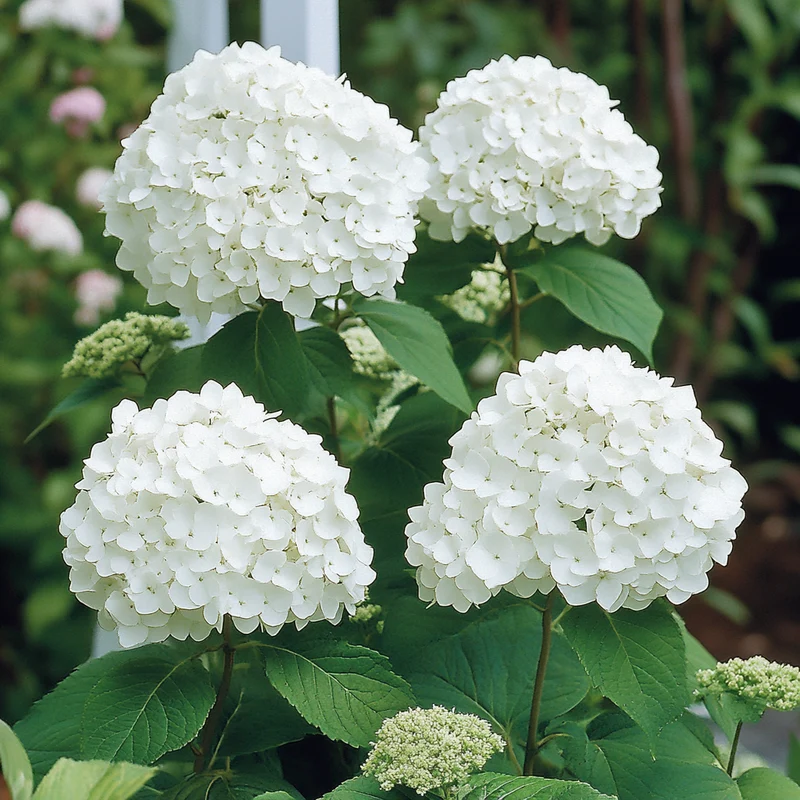 Smooth Hydrangea Seeds – Hardy Low-Maintenance Shrub with Stunning White Blooms