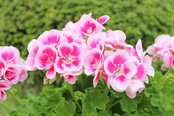 Pink & White Geranium Flower Seeds, Beautiful Bi-Color Blooms, Non-GMO