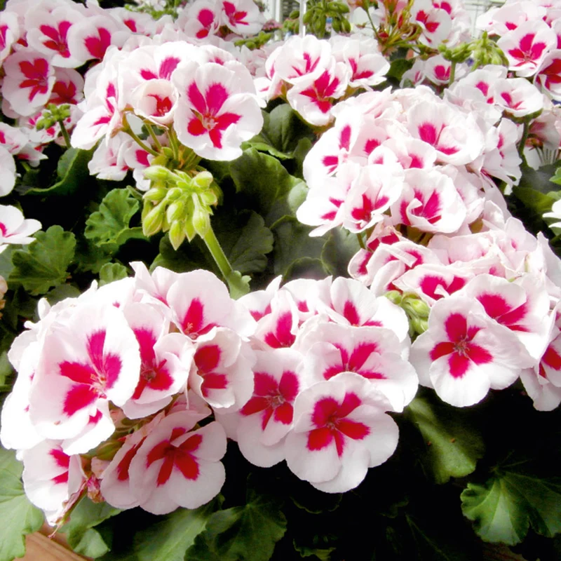 Red & White Geranium Flower Seeds ,Stunning Bi-Color Blooms, Non-GMO