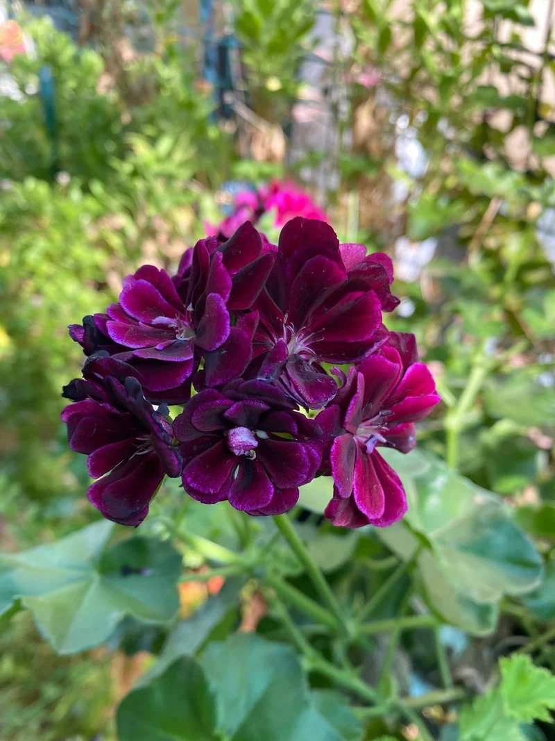 Purple Geranium Flower Seeds,Unique Vibrant Blooms, Easy to Grow, Non-GMO