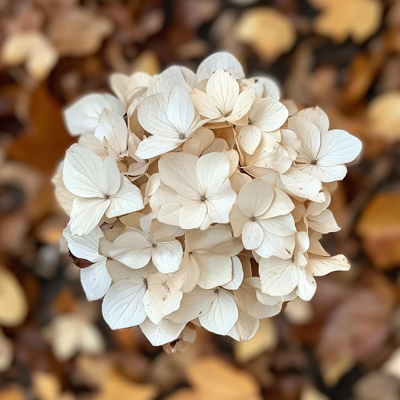 Snow Queen Hydrangea Seeds – Elegant White Cone Blooms & Stunning Fall Foliage