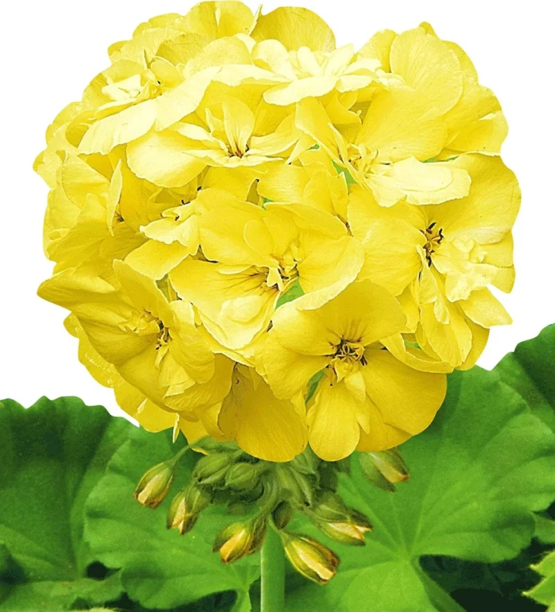 Yellow Geranium Flower Seeds , Rare Golden Blooms, Easy to Grow, Non-GMO