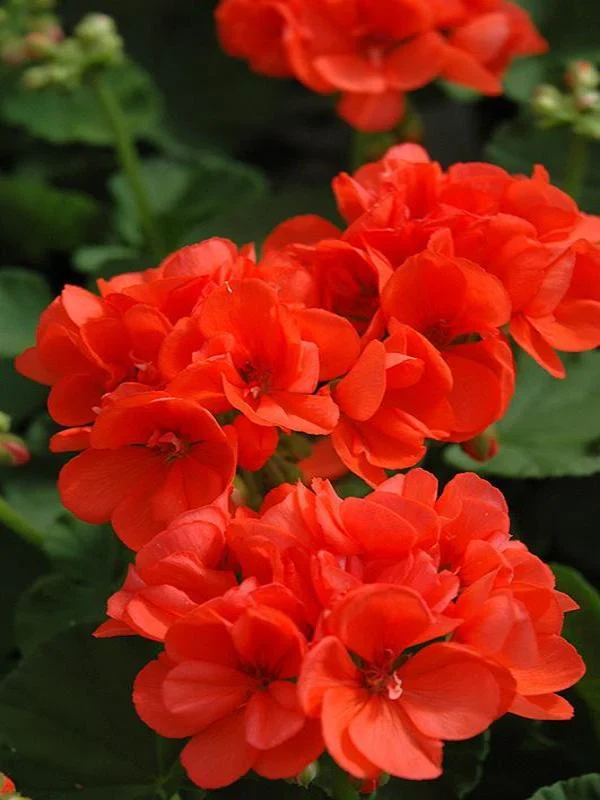 Orange Geranium Seeds – Bright Fiery Blooms for Garden Planting