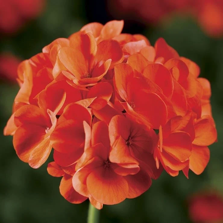 Orange Geranium Seeds – Bright Fiery Blooms for Garden Planting