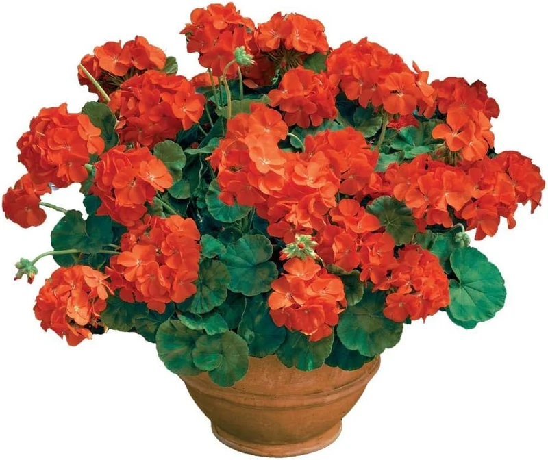 Orange Geranium Seeds – Bright Fiery Blooms for Garden Planting