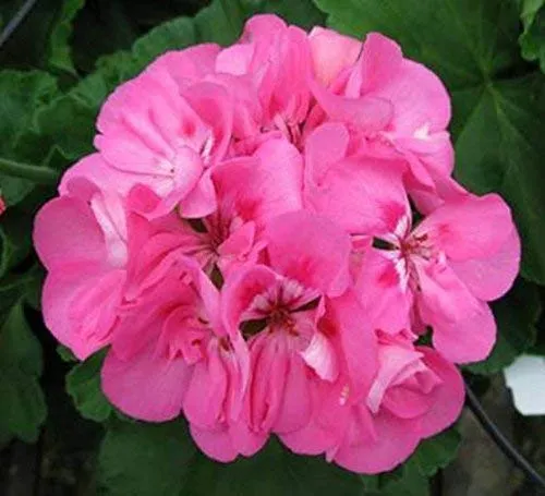 Pink Geranium Flower Seeds , Soft Romantic Blooms, Easy to Grow, Non-GMO