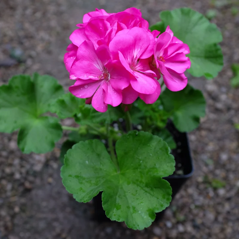 Pink Geranium Flower Seeds , Soft Romantic Blooms, Easy to Grow, Non-GMO