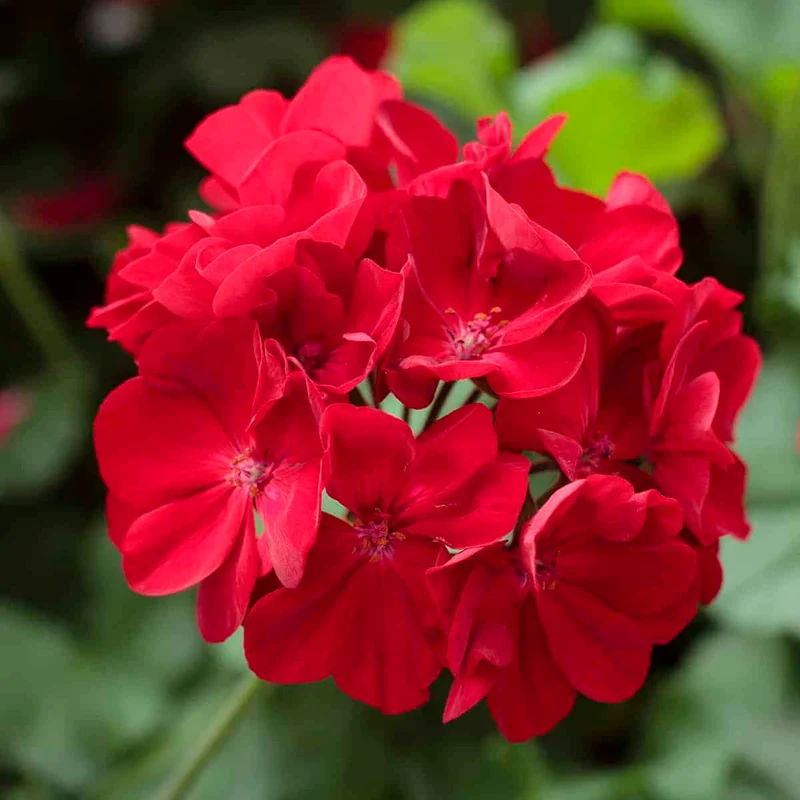 Red Geranium Flower Seeds, Bold Vibrant Blooms, Easy to Grow, Non-GMO