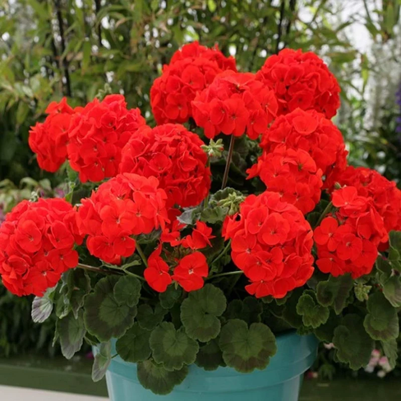 Red Geranium Flower Seeds, Bold Vibrant Blooms, Easy to Grow, Non-GMO