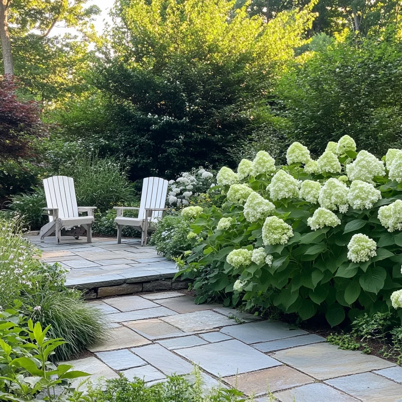 Limelight Hydrangea Seeds – Hardy Green-White Blooming Shrub for Stunning Landscapes