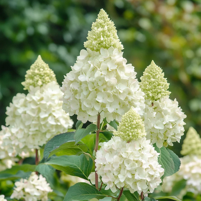 Panicle Hydrangea Seeds – Hardy Shrub with Stunning Cone-Shaped Blooms