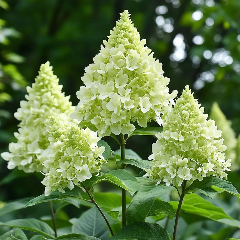 Panicle Hydrangea Seeds – Hardy Shrub with Stunning Cone-Shaped Blooms