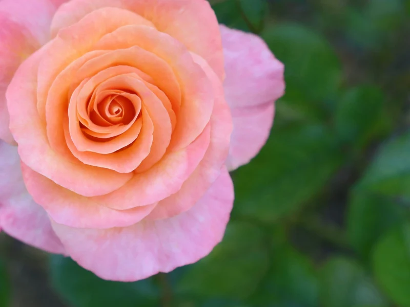 Apricot Rose Seeds – Soft Warm Blooms for Garden Planting