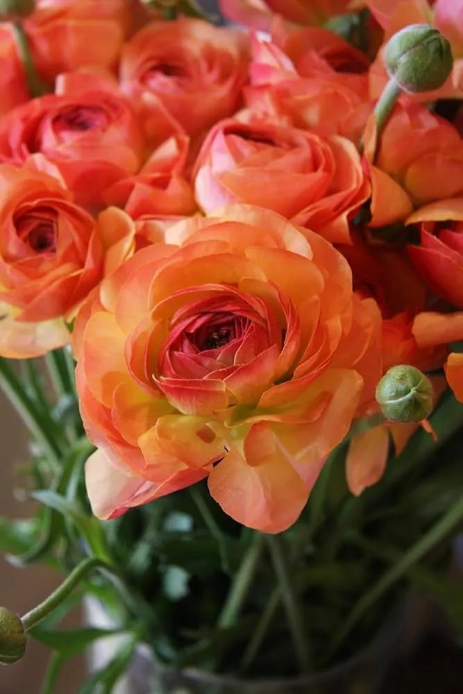 Apricot Rose Seeds – Soft Warm Blooms for Garden Planting