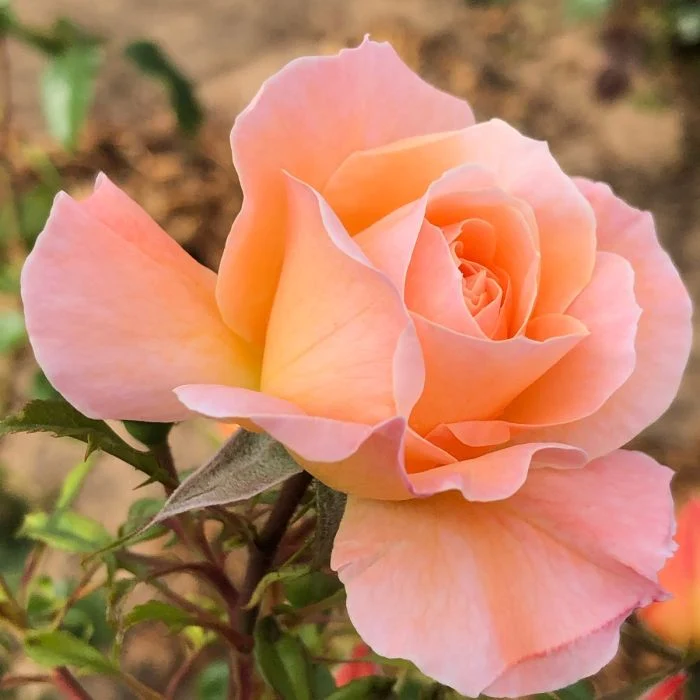 Peach Rose Seeds – Soft Warm Blooms, Easy to Grow, Non-GMO