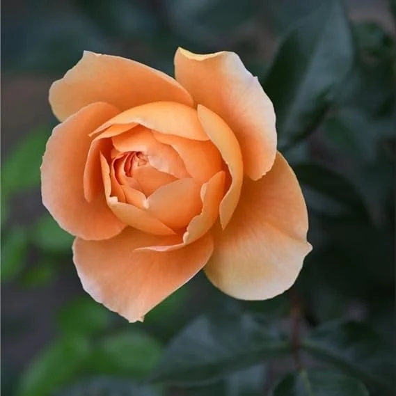 Peach Rose Seeds – Soft Warm Blooms, Easy to Grow, Non-GMO