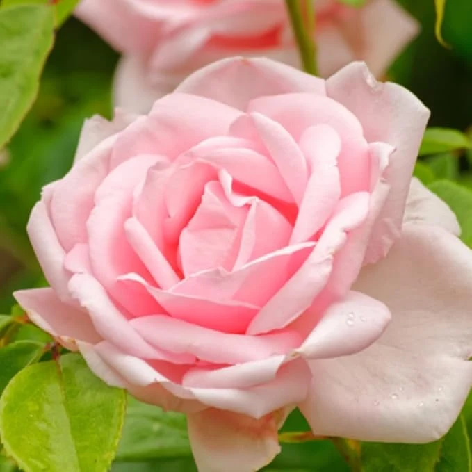 Peach Rose Seeds – Soft Warm Blooms, Easy to Grow, Non-GMO