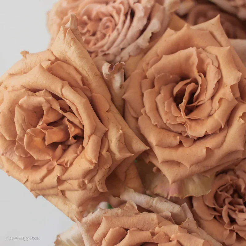 Brown Rose Flower Seeds , Rare Chocolate-Toned Blooms, Easy to Grow, Non-GMO