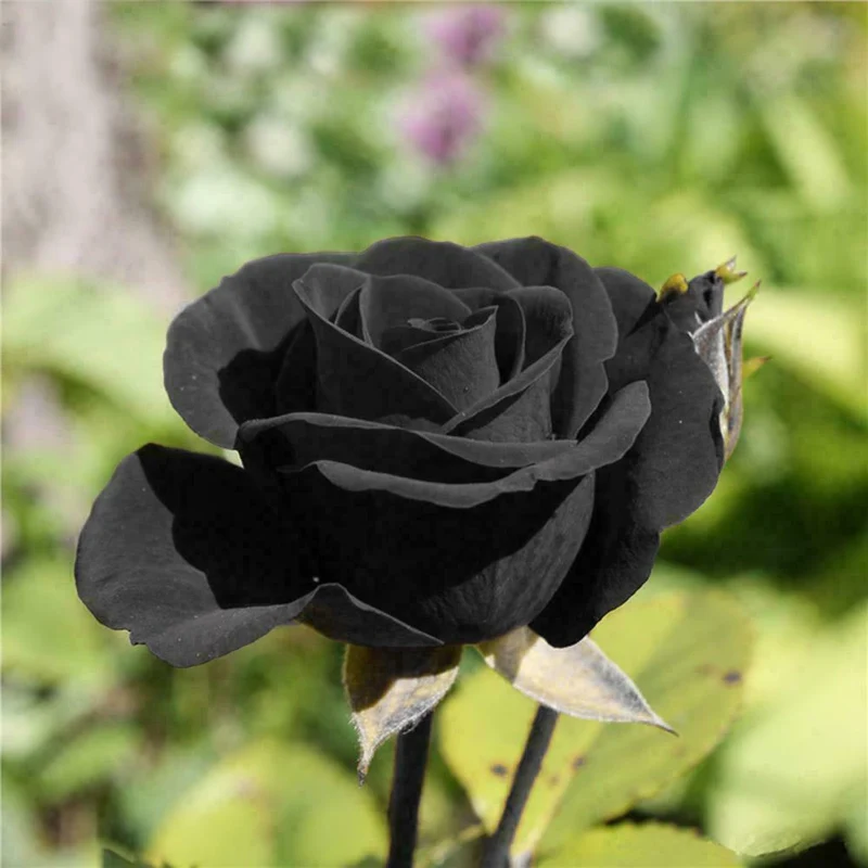 Black Rose Seeds – Dark Blooming Garden Rose for Outdoor Planting