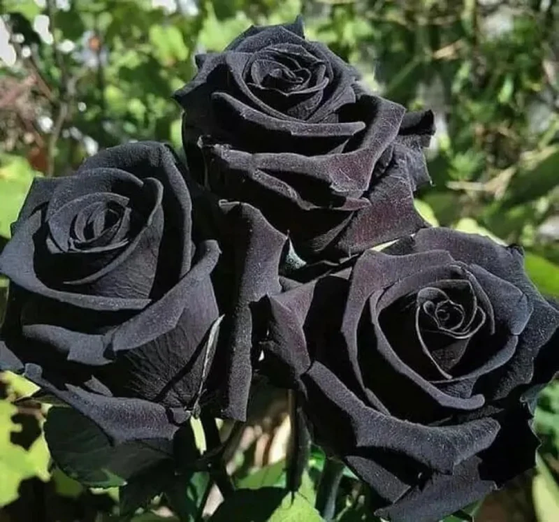 Black Rose Seeds – Dark Blooming Garden Rose for Outdoor Planting