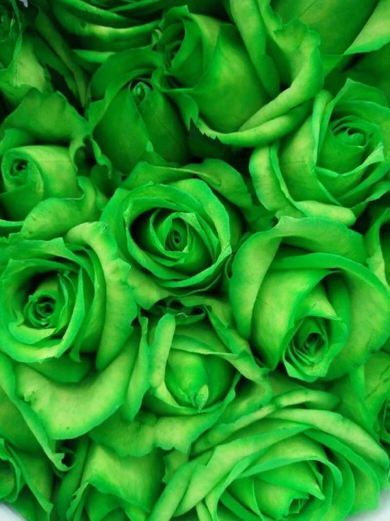 Green Rose Flower Seeds – Unique Green Blooms, Non-GMO, Easy to Grow