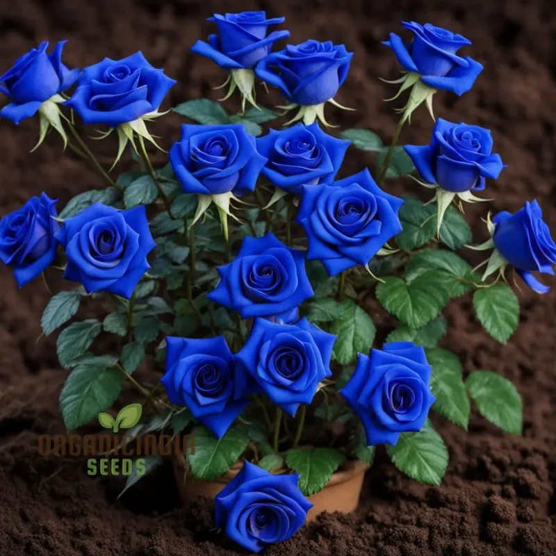 Blue Rose Flower Seeds ,Rare Exotic Blooms, Easy to Grow, Non-GMO