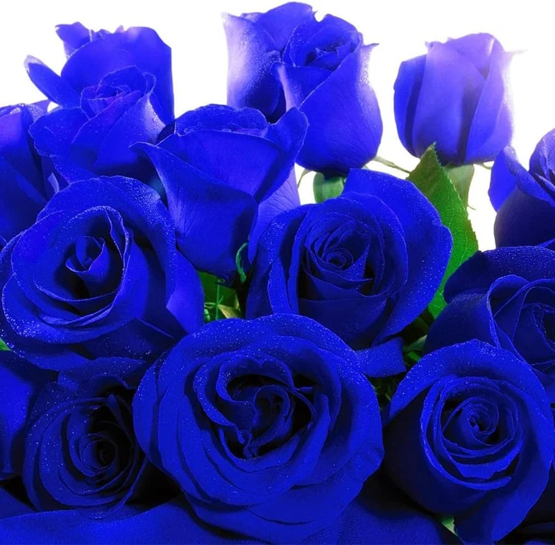 Blue Rose Flower Seeds ,Rare Exotic Blooms, Easy to Grow, Non-GMO