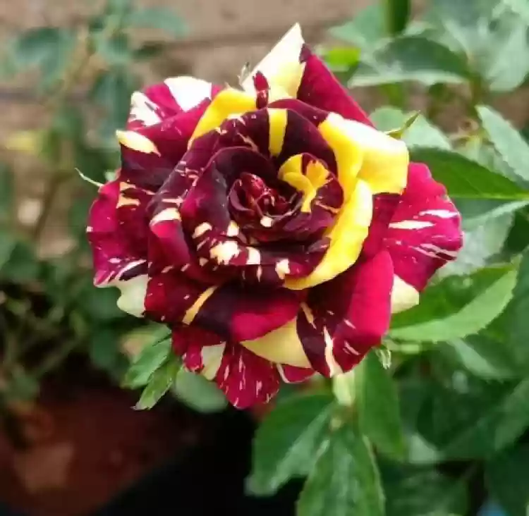 Red & Yellow Rose Flower Seeds,Striking Bi-Color Blooms, Non-GMO
