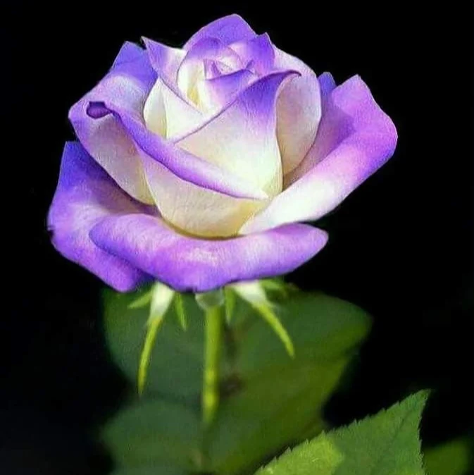 Lavender & White Rose Flower Seeds , Elegant Bi-Color Blooms, Non-GMO
