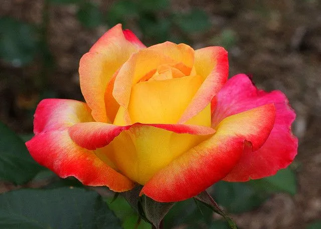 Orange & Yellow Rose Flower Seeds ,Warm Sunset Blooms, Easy to Grow, Non-GMO