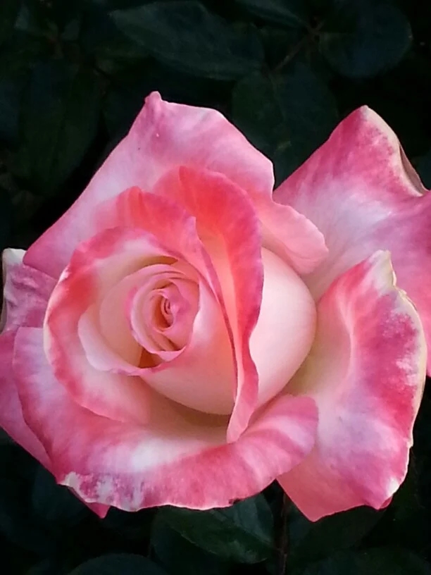 Pink & White Rose Flower Seeds ,Beautiful Bi-Color Blooms, Easy to Grow, Non-GMO