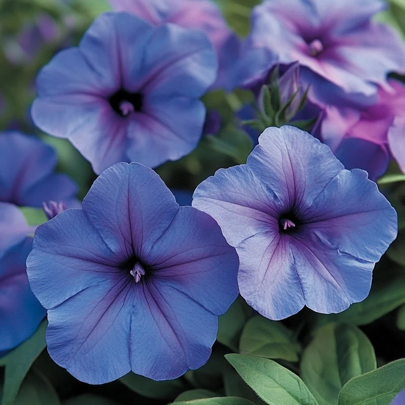 Unique Lavender-Blue Blooms with a Dark Purple Center