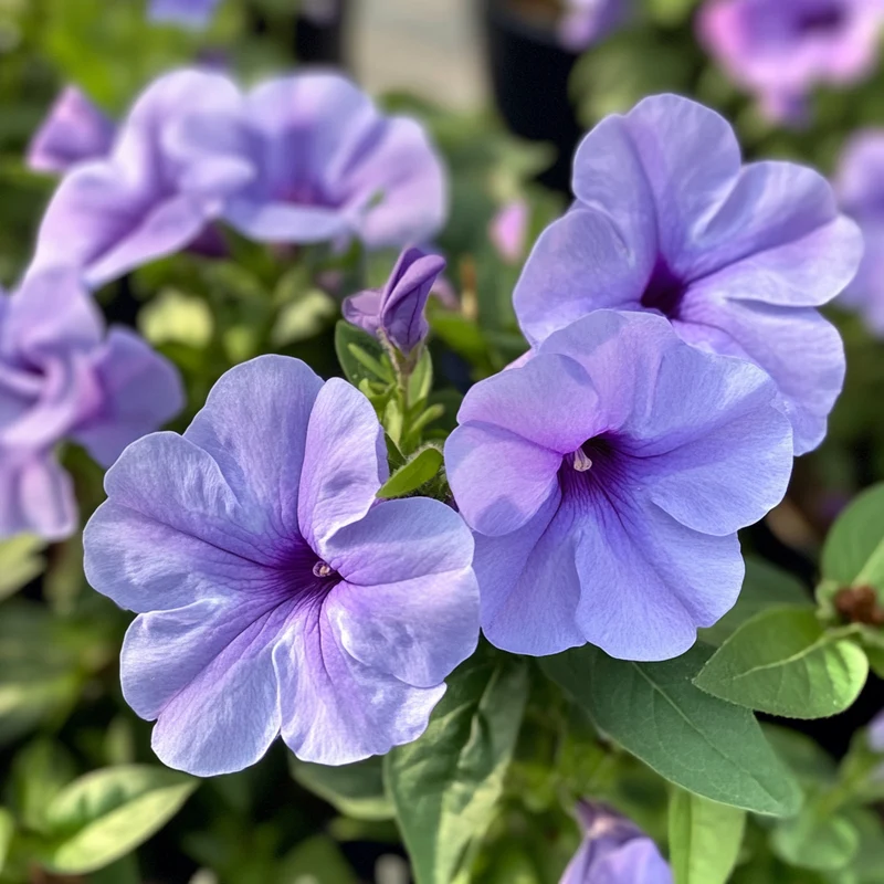 Unique Lavender-Blue Blooms with a Dark Purple Center