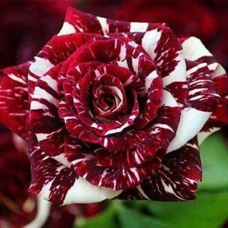Red and White Rose Seeds – Stunning Bi-Color Blooms – Non-GMO