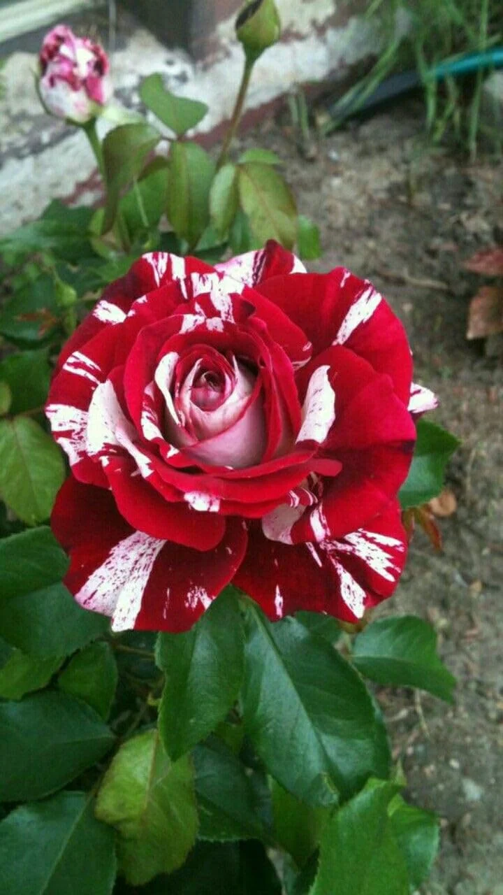 Red and White Rose Seeds – Stunning Bi-Color Blooms – Non-GMO