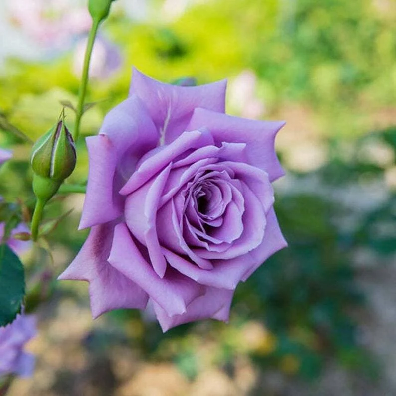 Lavender/Purple Rose Flower Seeds , Rare Elegant Blooms, Easy to Grow, Non-GMO